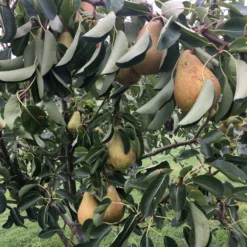 Roots Plants Conference Pear Tree