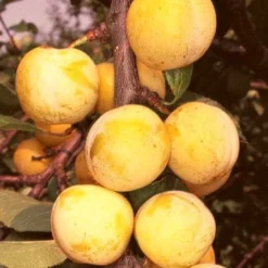 Roots Plants Imperial Gage' Plum Tree Fruits