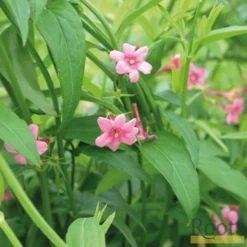 Roots Plants Red Jasmine | Jasminum 'Beesianum' | On A 90cm Cane In A 3L Pot
