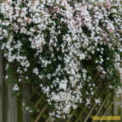 Roots Plants Common Jasmine | Jasminum 'Officinale' | On A 90cm Cane In A 3L Pot
