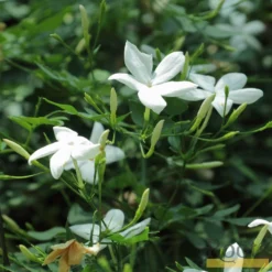 Roots Plants Common Jasmine | Jasminum 'Officinale' | On A 90cm Cane In A 3L Pot