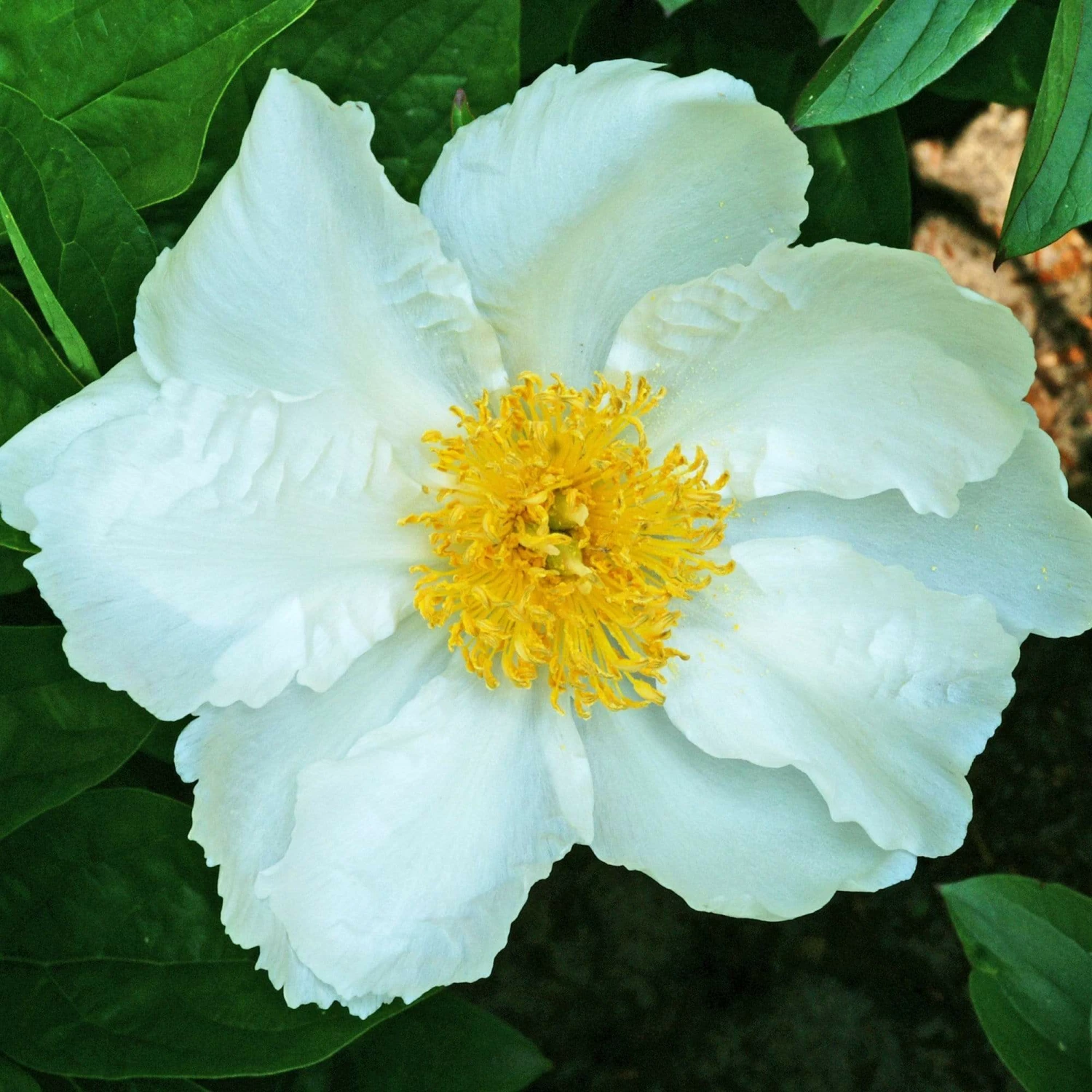 Roots Plants Peony 'Krinkled White' | 3L Pot 3 Roots Plants Peony 'Krinkled White' | 3L Pot