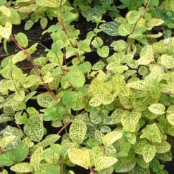 Roots Plants Honeysuckle 'Aureoreticulata' | Lonicera Japonica | On A 90cm Cane In A 3L Pot