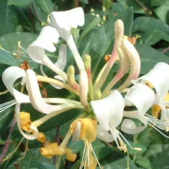 Roots Plants Honeysuckle 'Belgica' | Lonicera Periclymenum | On A 90cm Cane In A 3L Pot
