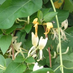 Roots Plants Honeysuckle 'Halliana' | Lonicera Japonica | On A 90cm Cane In A 3L Pot