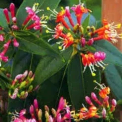 Roots Plants Honeysuckle 'Henryi' | Lonicera Japonica | On A 90cm Cane In A 3L Pot