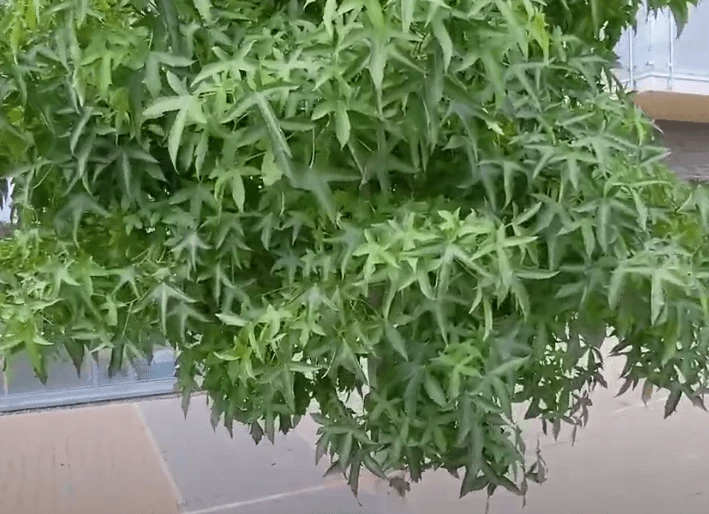 Roots Plants Sweetgum Tree | Liquidambar Styraciflua 'Worplesdon' 9 Roots Plants Sweetgum Tree | Liquidambar Styraciflua 'Worplesdon'