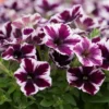 Roots Plants 20cm Petunia 'Miss Marvelous' | 1L Pot 1 Roots Plants 20cm Petunia 'Miss Marvelous' | 1L Pot