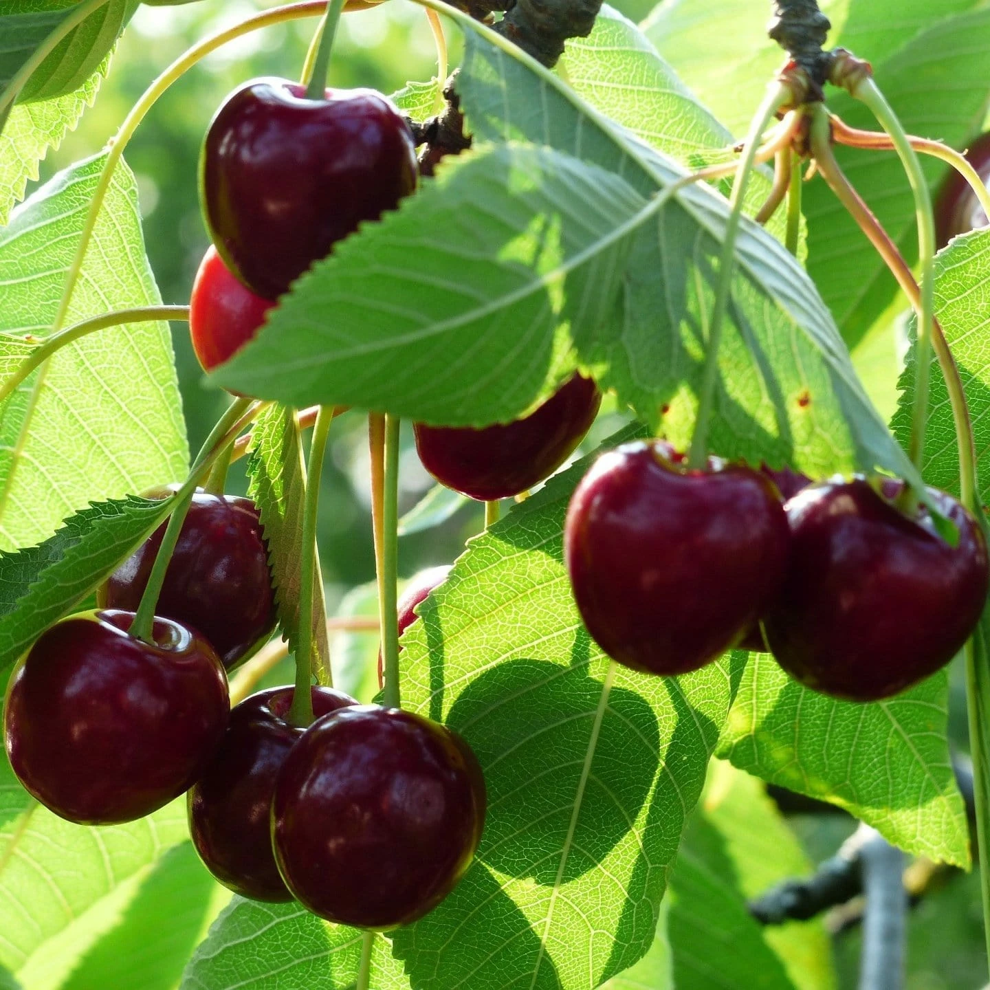Roots Plants Merchant' Cherry Tree Fruits 3 Roots Plants Merchant' Cherry Tree Fruits