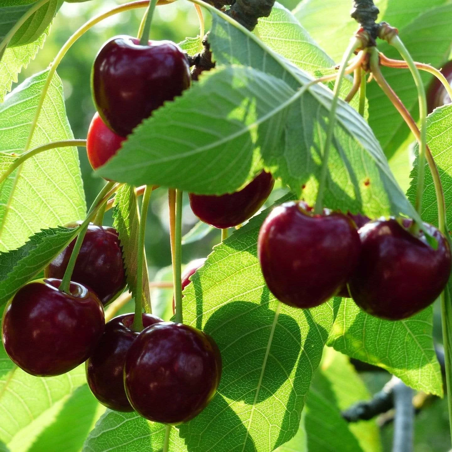 Roots Plants Fruits Cross-pollinating Cherry Collection | Kordia, Merchant & Regina 6 Roots Plants Fruits Cross-pollinating Cherry Collection | Kordia, Merchant & Regina