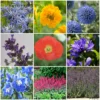 Roots Plants Mixed Flowering Perennial Plants | Extra Value Pack Perennials