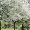 Roots Plants Montreal Beauty' Crabapple Tree
