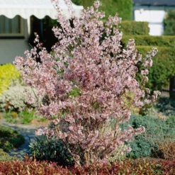 Roots Plants Trees & Shrubs Kurilensis Ruby' Cherry Blossom Tree | Prunus Nipponica