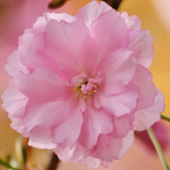 Roots Plants Trees & Shrubs Kurilensis Ruby' Cherry Blossom Tree | Prunus Nipponica