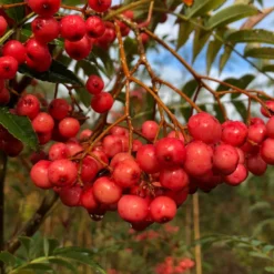 Roots Plants Vilmorinii Rowan Tree | Sorbus
