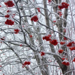 Roots Plants Mountain Ash Rowan Tree | Sorbus Aucuparia Trees & Shrubs