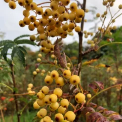 Roots Plants Trees & Shrubs Joseph Rock Rowan Tree | Sorbus