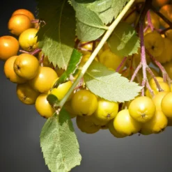 Roots Plants Trees & Shrubs Joseph Rock Rowan Tree | Sorbus