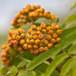 Roots Plants Trees & Shrubs Joseph Rock Rowan Tree | Sorbus