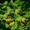 Roots Plants Trees & Shrubs Joseph Rock Rowan Tree | Sorbus