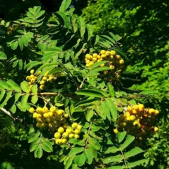 Roots Plants Trees & Shrubs Joseph Rock Rowan Tree | Sorbus