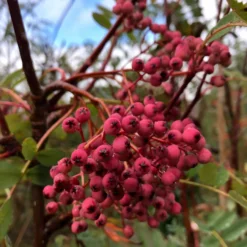 Roots Plants Trees & Shrubs Pink Pagoda Rowan Tree | Sorbus Hupehensis 13 Roots Plants Trees & Shrubs Pink Pagoda Rowan Tree | Sorbus Hupehensis