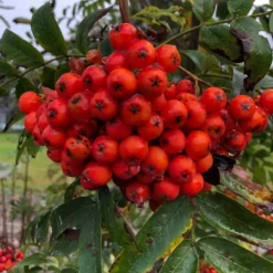 Roots Plants Mountain Ash Rowan Tree | Sorbus Aucuparia Trees & Shrubs