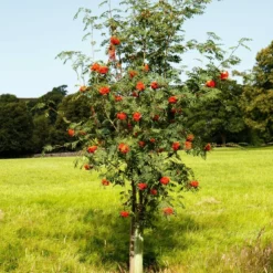 Roots Plants Mountain Ash Rowan Tree | Sorbus Aucuparia Trees & Shrubs