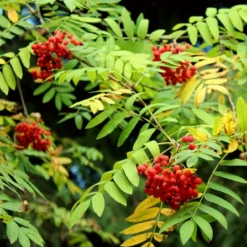 Roots Plants Mountain Ash Rowan Tree | Sorbus Aucuparia Trees & Shrubs