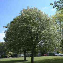 Roots Plants Whitebeam Tree | Sorbus Aria 'Lutescens' Trees & Shrubs