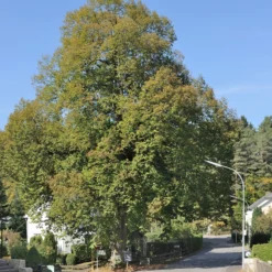 Roots Plants Large-leaved Lime Tree | Tilia Platyphyllos Trees & Shrubs