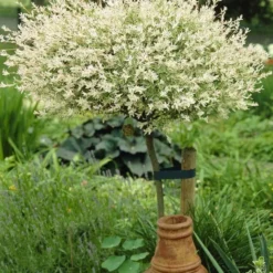 Roots Plants Flamingo Willow | Salix Integra Hakuro Nishiki | 4ft Patio Tree