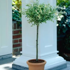 Roots Plants Flamingo Willow | Salix Integra Hakuro Nishiki | 4ft Patio Tree
