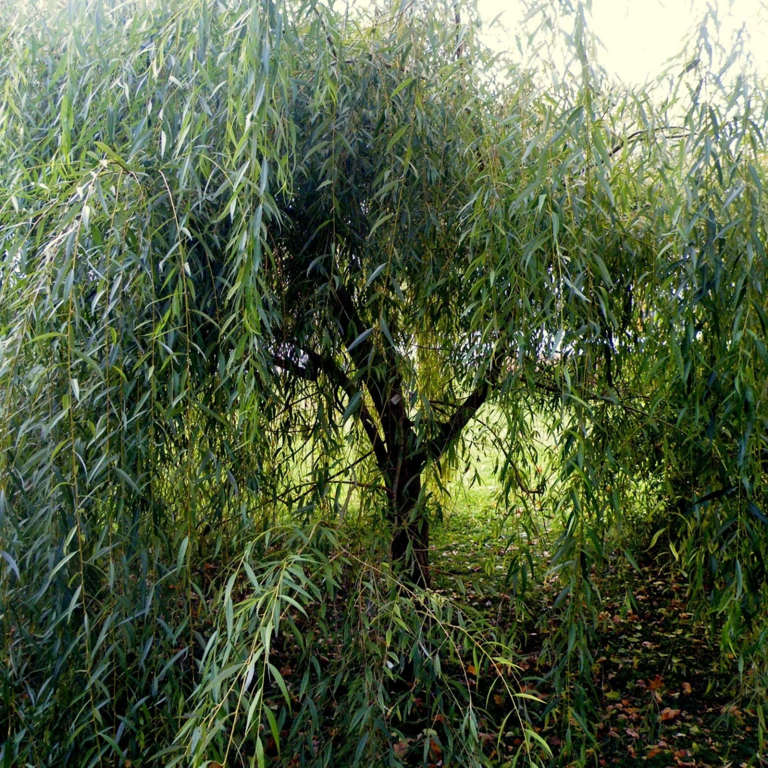 Roots Plants Golden Weeping Willow Tree | Salix Chrysocoma 6 Roots Plants Golden Weeping Willow Tree | Salix Chrysocoma