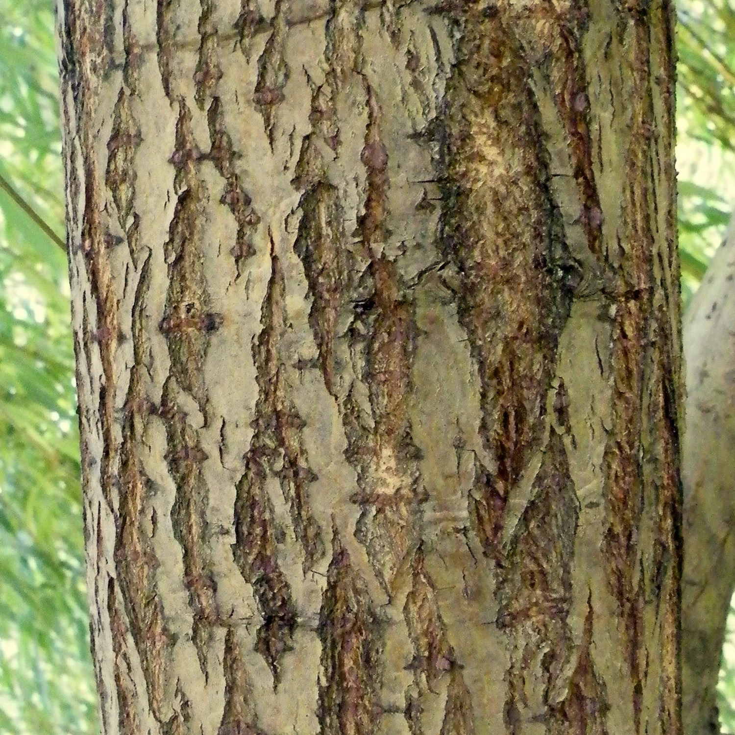 Roots Plants Golden Weeping Willow Tree | Salix Chrysocoma 7 Roots Plants Golden Weeping Willow Tree | Salix Chrysocoma