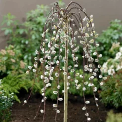 Roots Plants Kilmarnock Dwarf Weeping Willow Tree | Salix Caprea