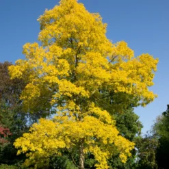 Roots Plants Trees & Shrubs Golden False Acacia | Robinia Pseudoacacia 'Frisia'
