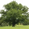 Roots Plants English Oak Tree | Quercus Robur Trees & Shrubs