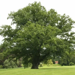 Roots Plants English Oak Tree | Quercus Robur Trees & Shrubs