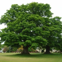 Roots Plants English Oak Tree | Quercus Robur Trees & Shrubs