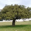 Roots Plants Evergreen Oak Tree | Quercus Ilex 1 Roots Plants Evergreen Oak Tree | Quercus Ilex