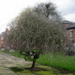 Roots Plants Trees & Shrubs Ornamental Weeping Silver Pear Tree | Pyrus Salicifolia 'Pendula'