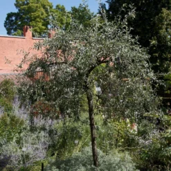 Roots Plants Trees & Shrubs Ornamental Weeping Silver Pear Tree | Pyrus Salicifolia 'Pendula'