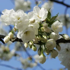 Roots Plants Weeping Yoshino Cherry Blossom Tree | Prunus Yedoensis Trees & Shrubs