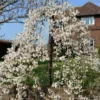 Roots Plants Dwarf Weeping Yoshino Cherry | Prunus Yedoensis 'Ivensii'