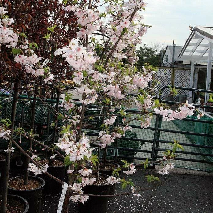 Roots Plants Pink Winter Flowering Cherry Tree | Prunus X Subhirtella 'Autumnalis Rosea' 5 Roots Plants Pink Winter Flowering Cherry Tree | Prunus X Subhirtella 'Autumnalis Rosea'