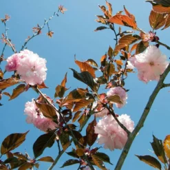Roots Plants Purple Leaf Cherry Blossom Tree | Prunus Serrulata 'Royal Burgundy' 12 Roots Plants Purple Leaf Cherry Blossom Tree | Prunus Serrulata 'Royal Burgundy'