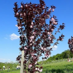 Roots Plants Purple Leaf Cherry Blossom Tree | Prunus Serrulata 'Royal Burgundy'