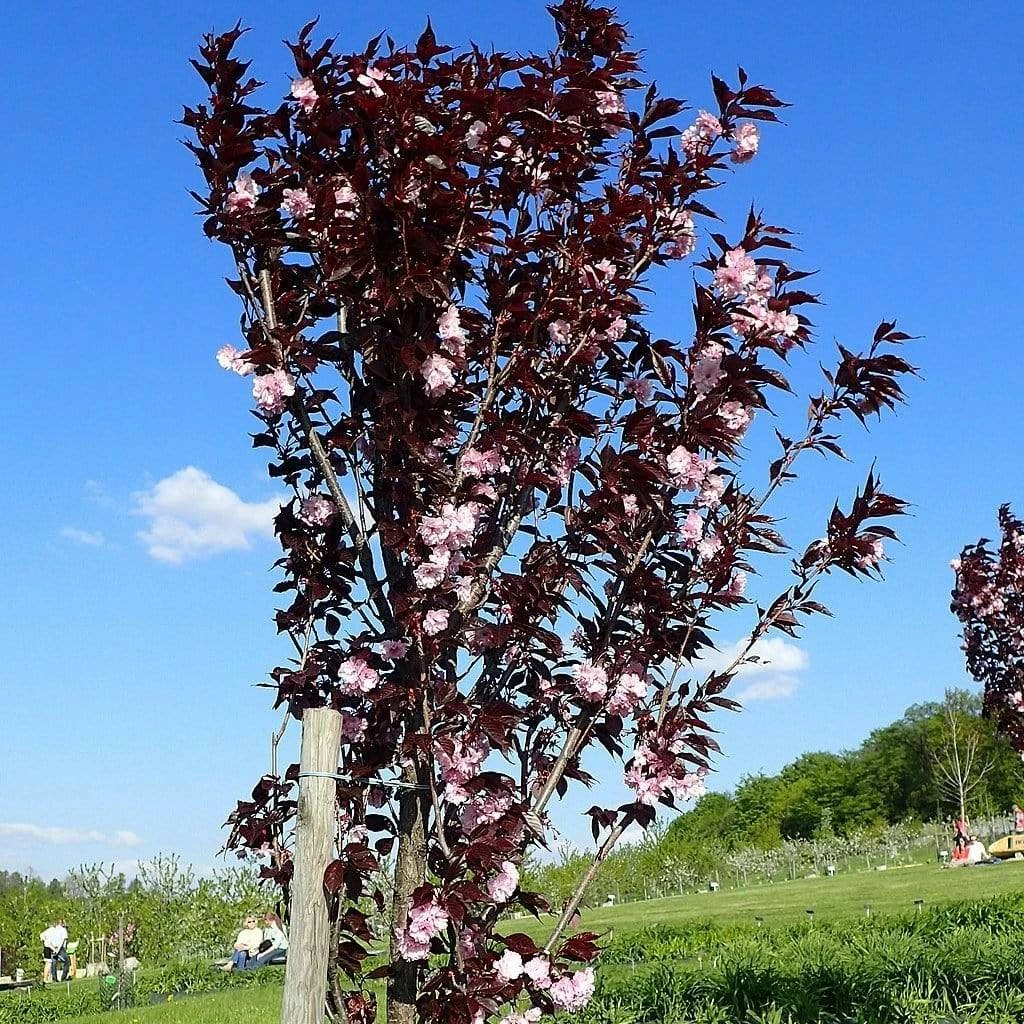 Roots Plants Purple Leaf Cherry Blossom Tree | Prunus Serrulata 'Royal Burgundy' 4 Roots Plants Purple Leaf Cherry Blossom Tree | Prunus Serrulata 'Royal Burgundy'