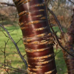 Roots Plants Single Stem Tibetan Cherry Tree | Prunus Serrula 9 Roots Plants Single Stem Tibetan Cherry Tree | Prunus Serrula